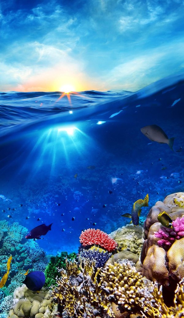 морское дно