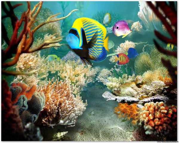 морское дно