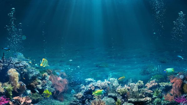 подводные пейзажи