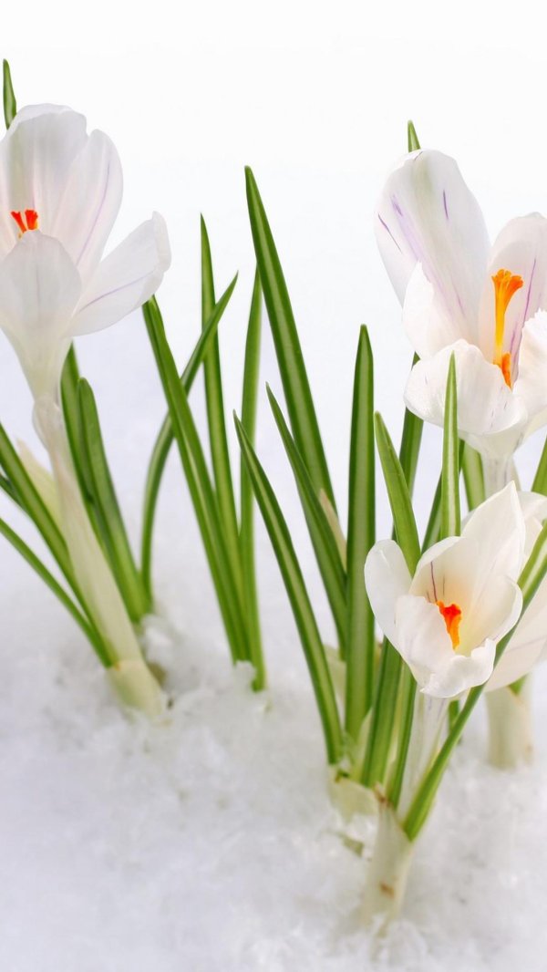 крокус белый