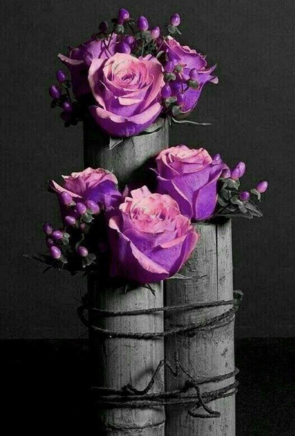 фиолетовая роза