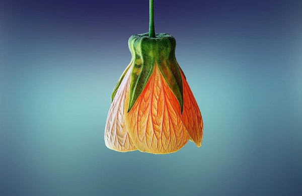 абутилон оранж