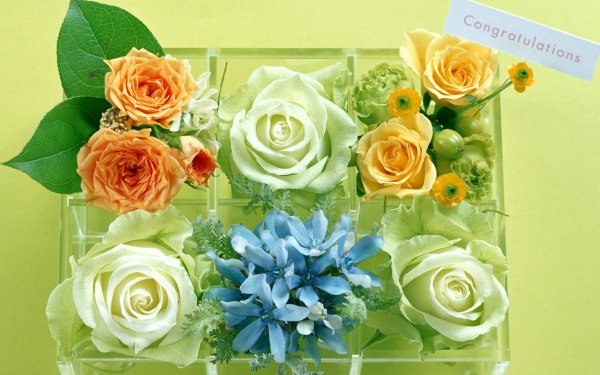 роза зеленая