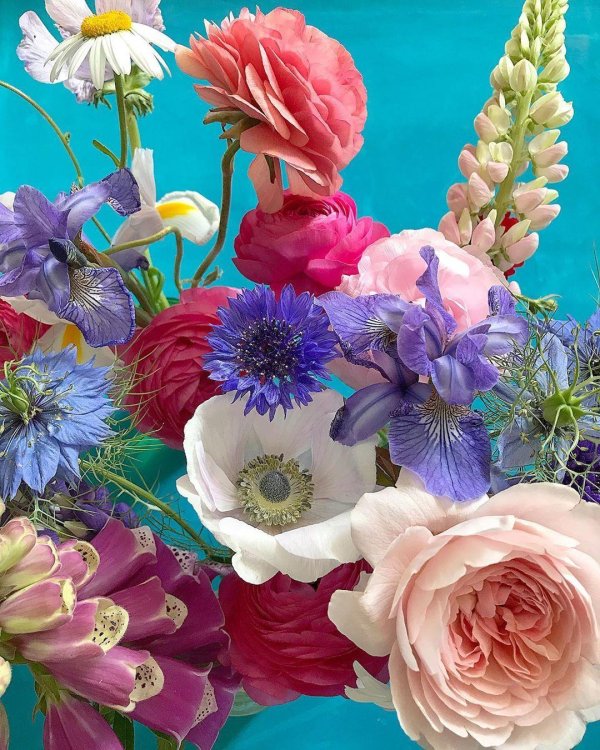 красочные цветы