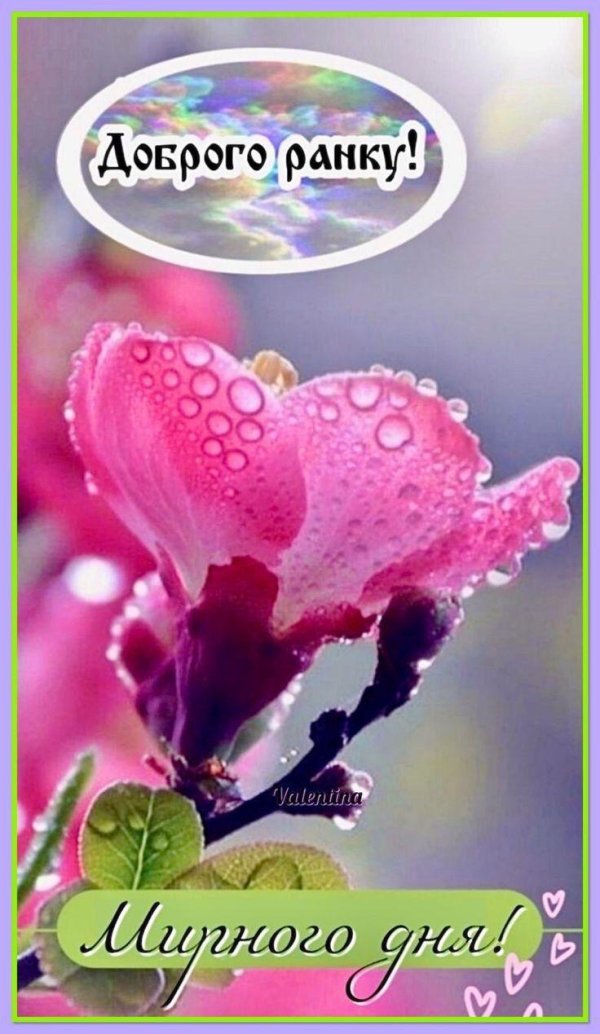 хорошего мирного дня