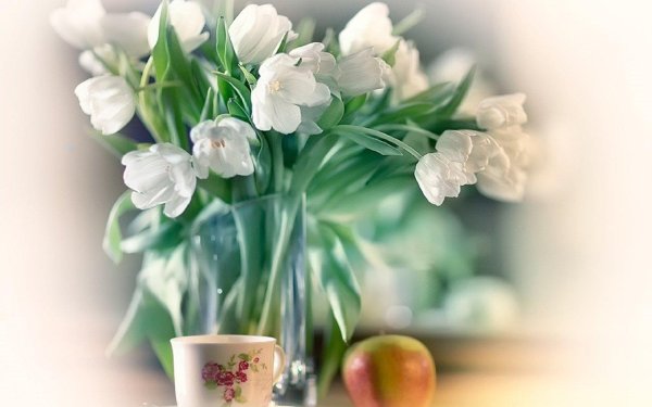 белые тюльпаны