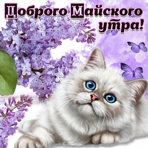 красивая кошка