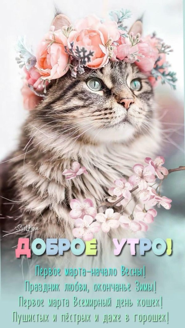 кошка красивая