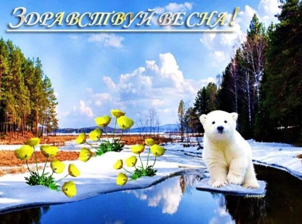 белая медведь