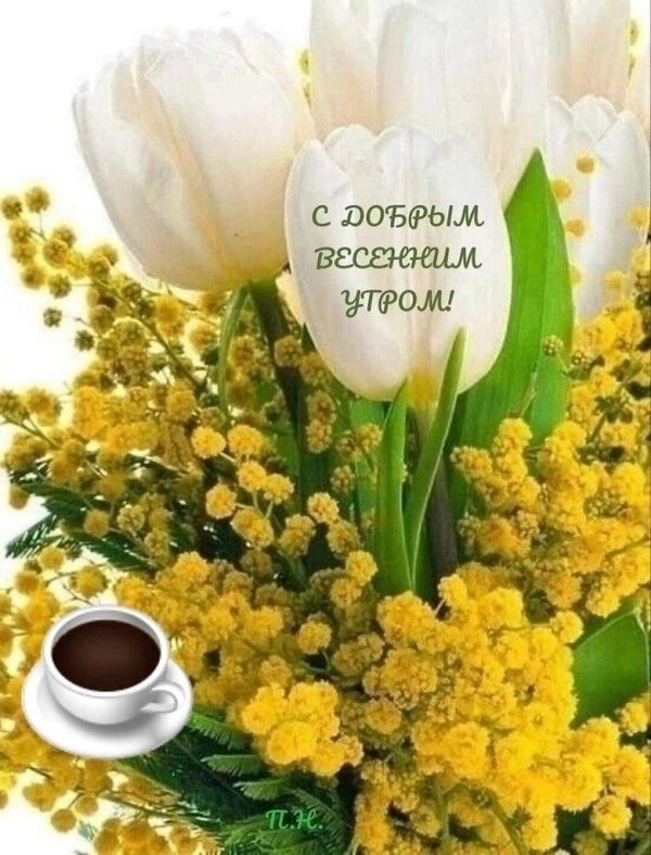 тюльпаны мимоза