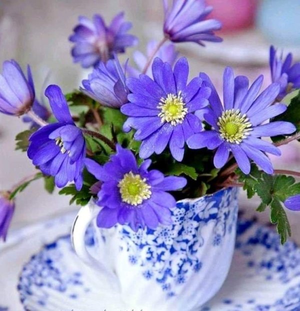 цветок красивый