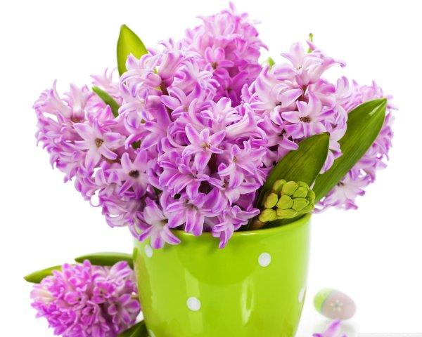 гиацинт цветок