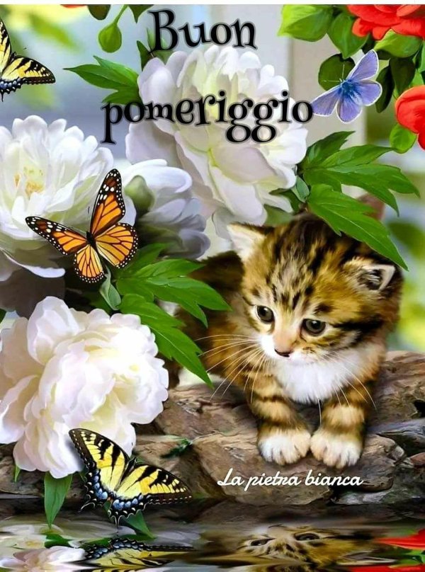 очаровательные котята