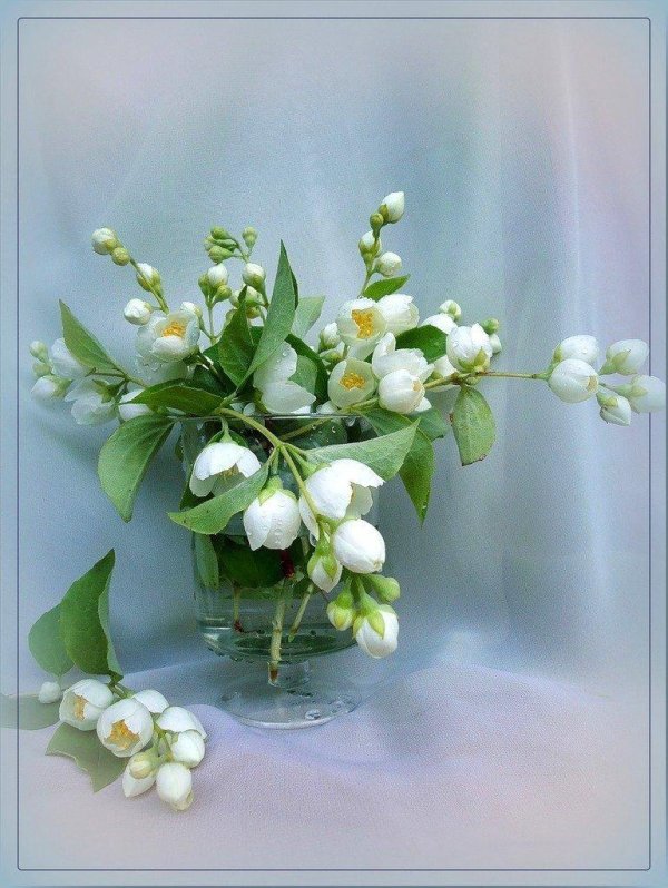 цветки жасмина