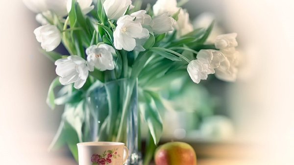 белые тюльпаны