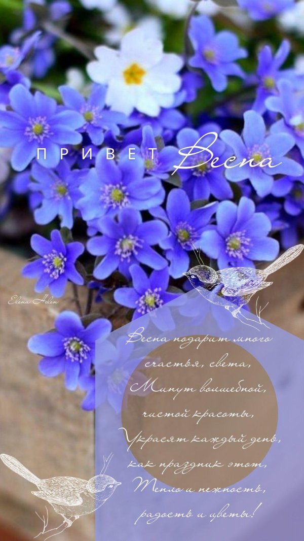 перелеска печеночница