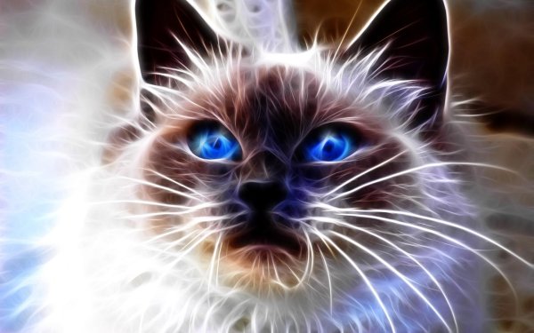 кот красивое