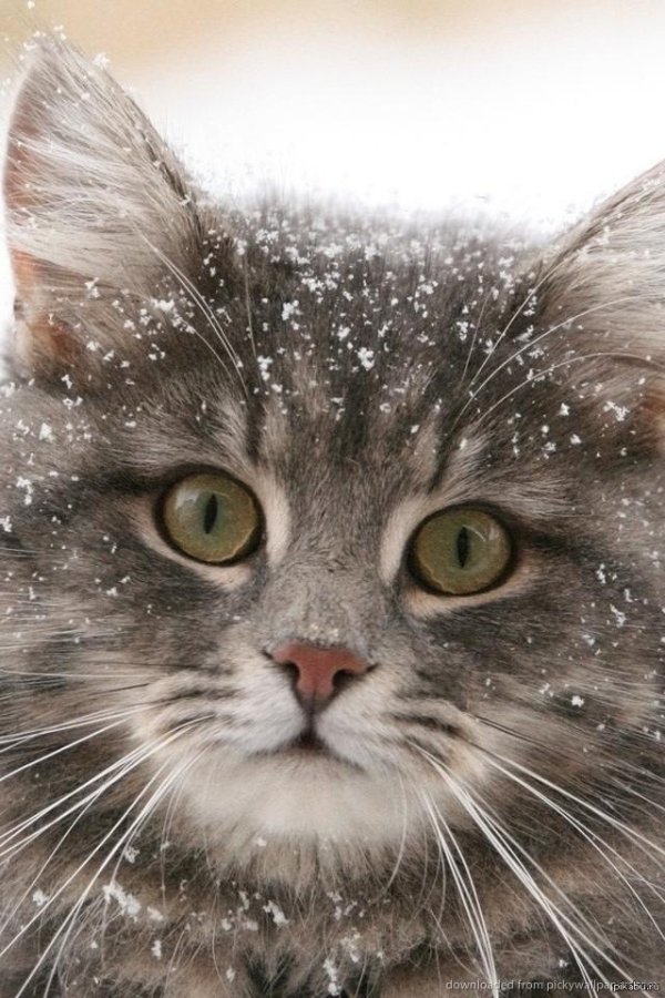 кот зимний