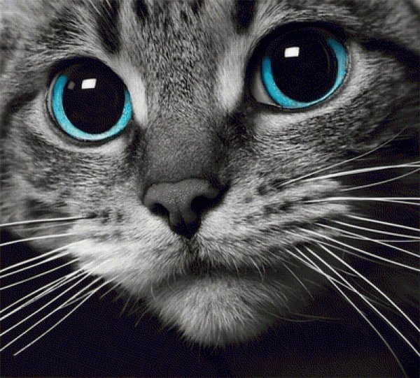 котики фотографии