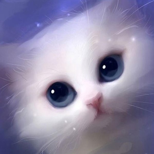 красивые котики