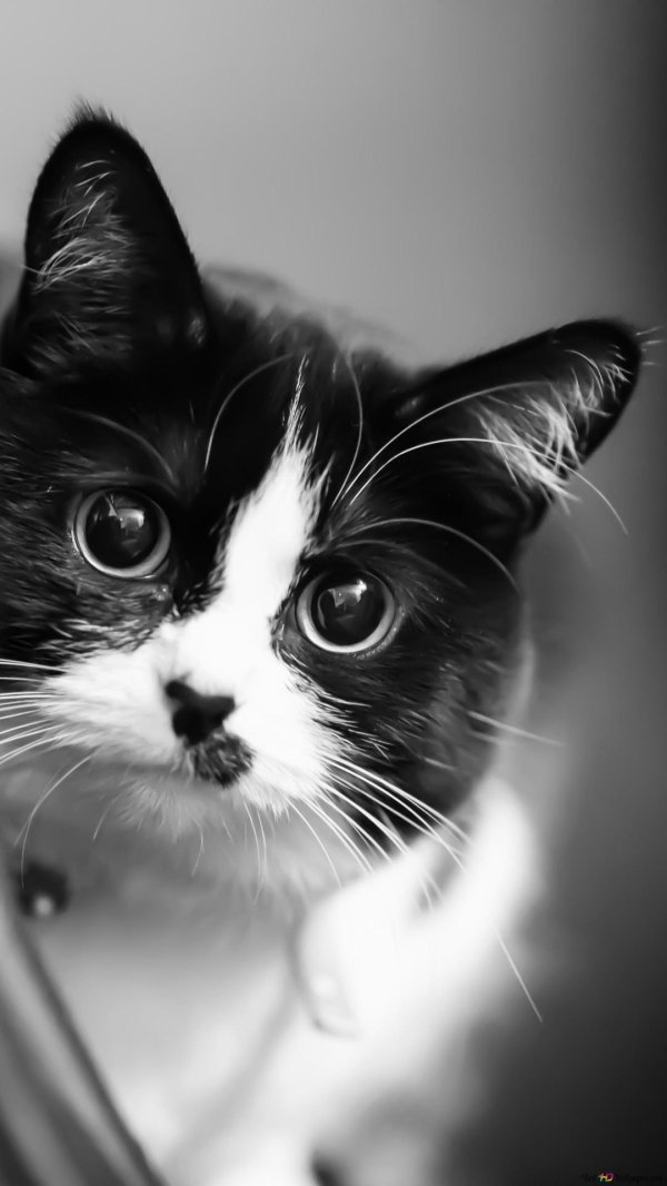 котенок черно белый