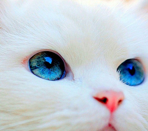 котенок с синими глазами