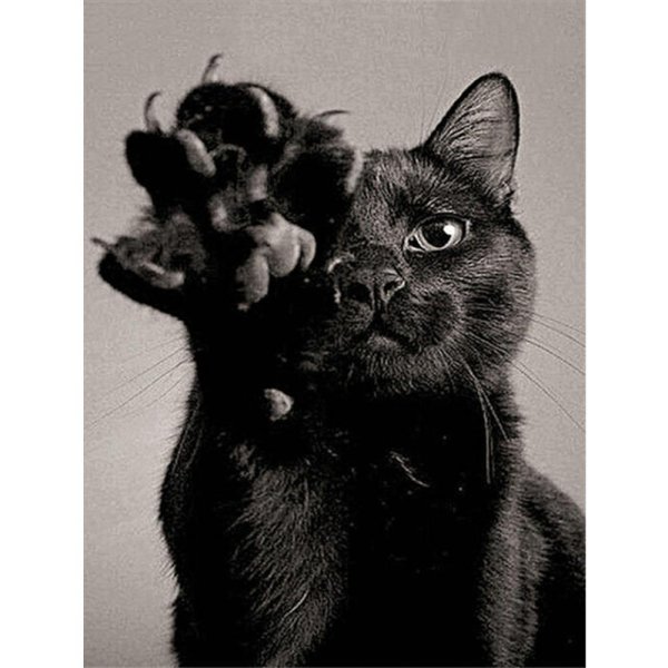 красивые черные коты