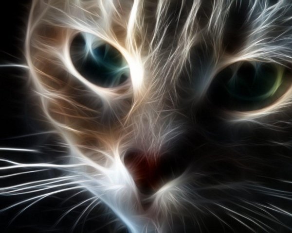 кот фрактал