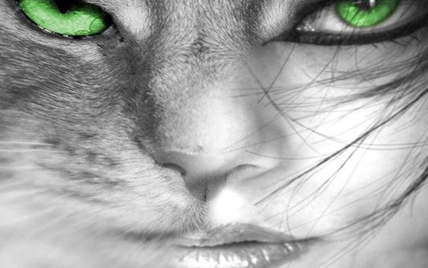 кот с зелеными глазами