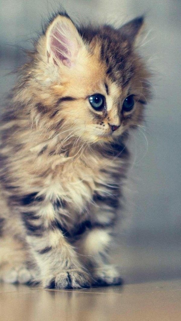 котенок красивый