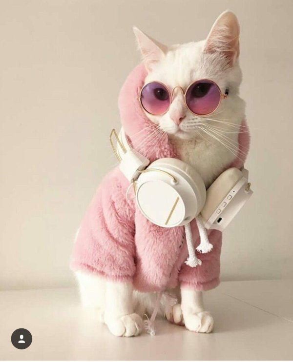 крутые коты