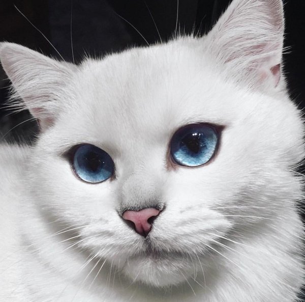 британская шиншилла коби