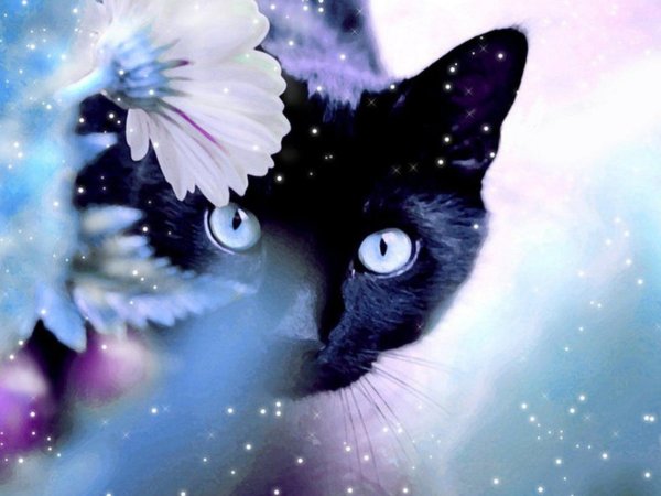 голубоглазая кошка