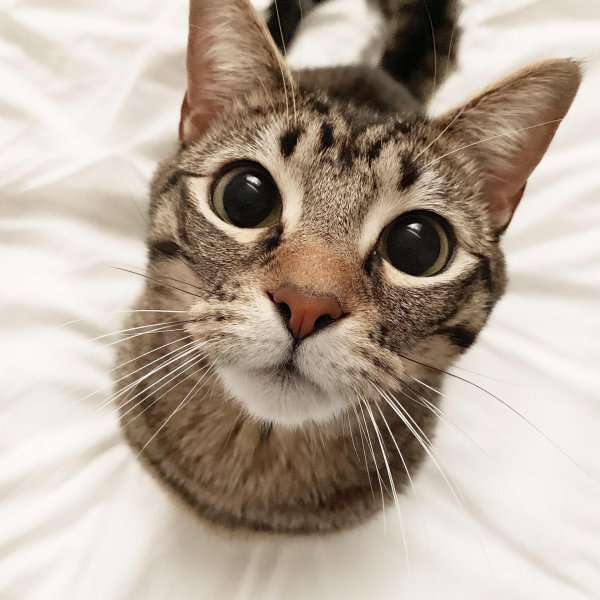 котики прикольная