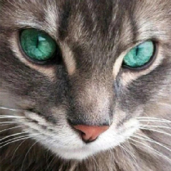 красивая кошка