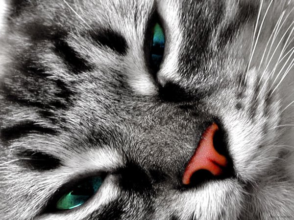 котики красивые