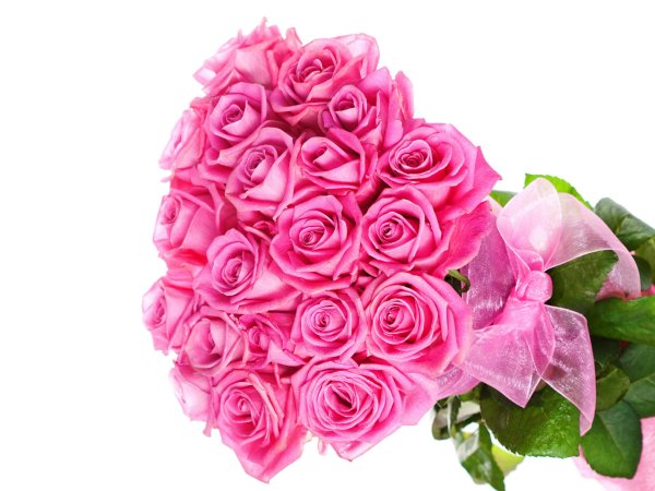 розовая роза