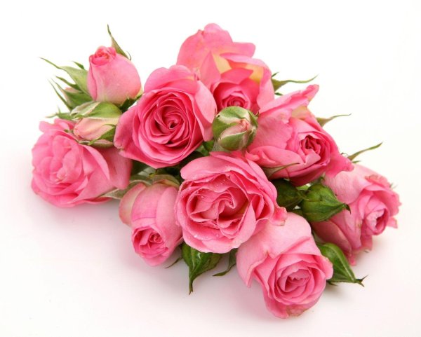 роза пинк фловер