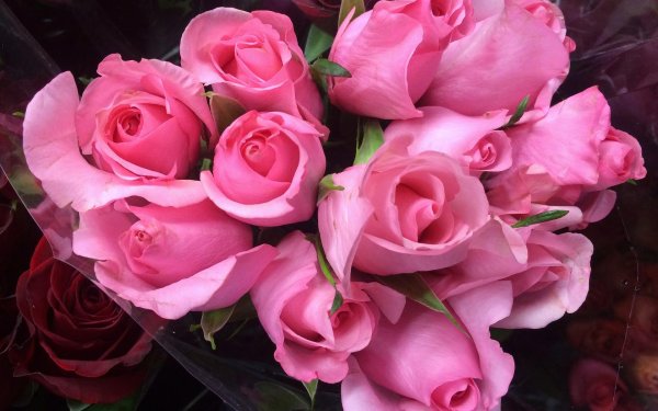 роза армандо