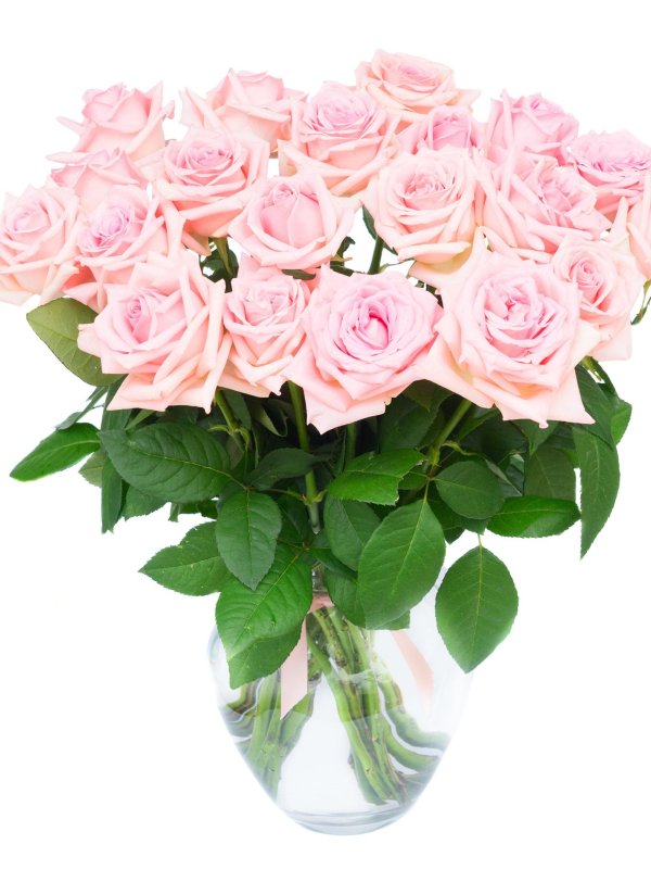 розы пинк фловерс