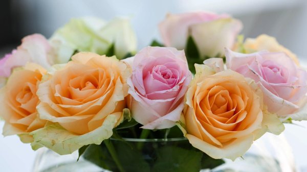 розы персикового цвета
