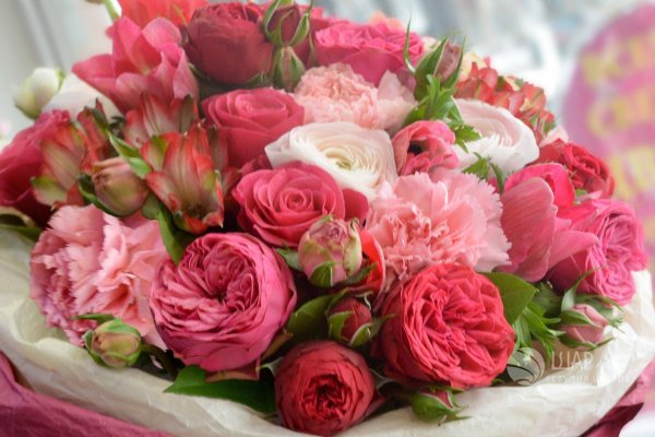 роза кустовая малиновая пионовидная