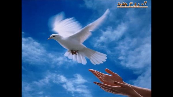 небо голуби