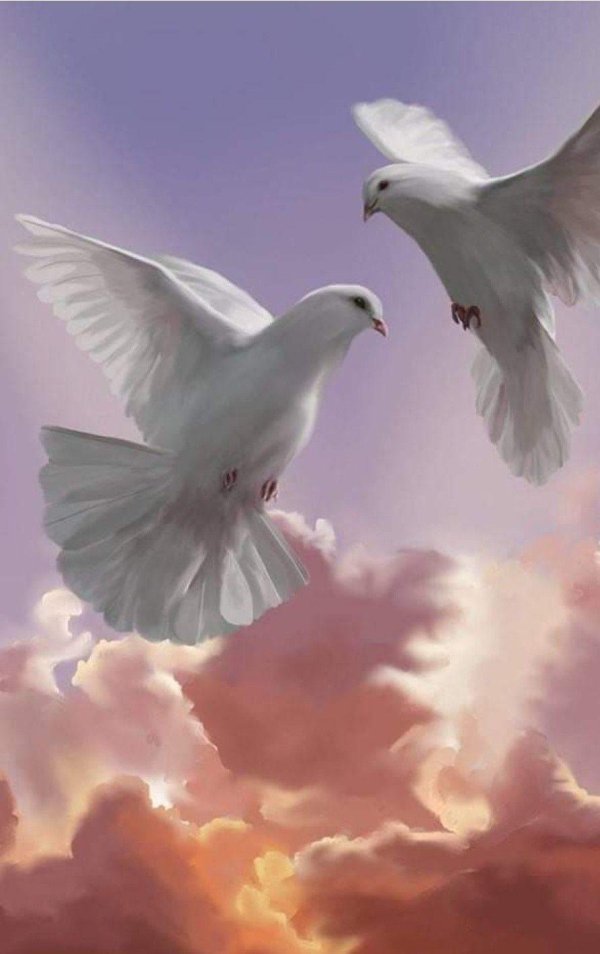 белая голубь