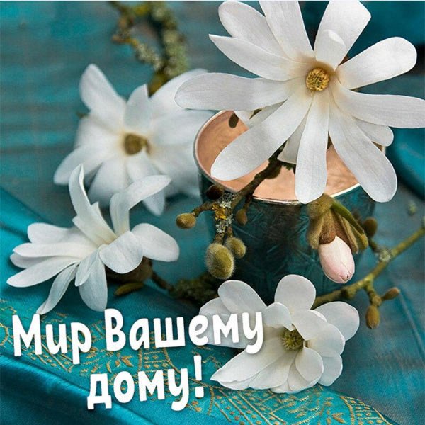 магнолия звездчатая