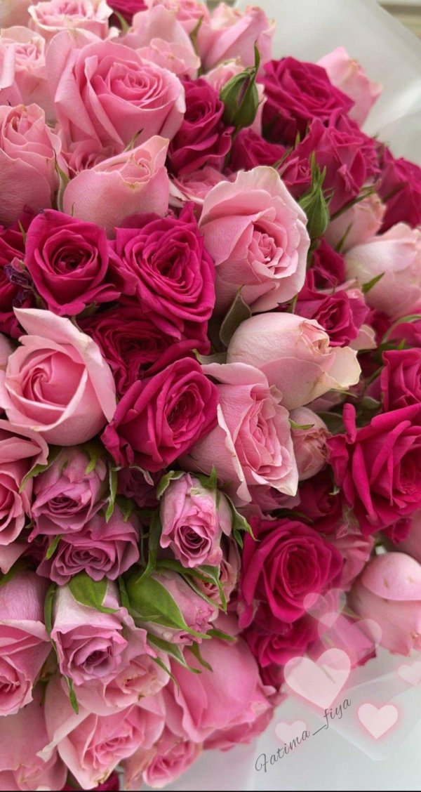 роза кустовая тесса