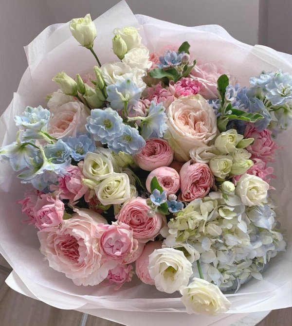 гортензия пионовидная