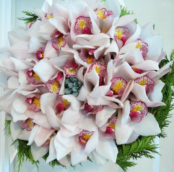 орхидеи цимбидиум