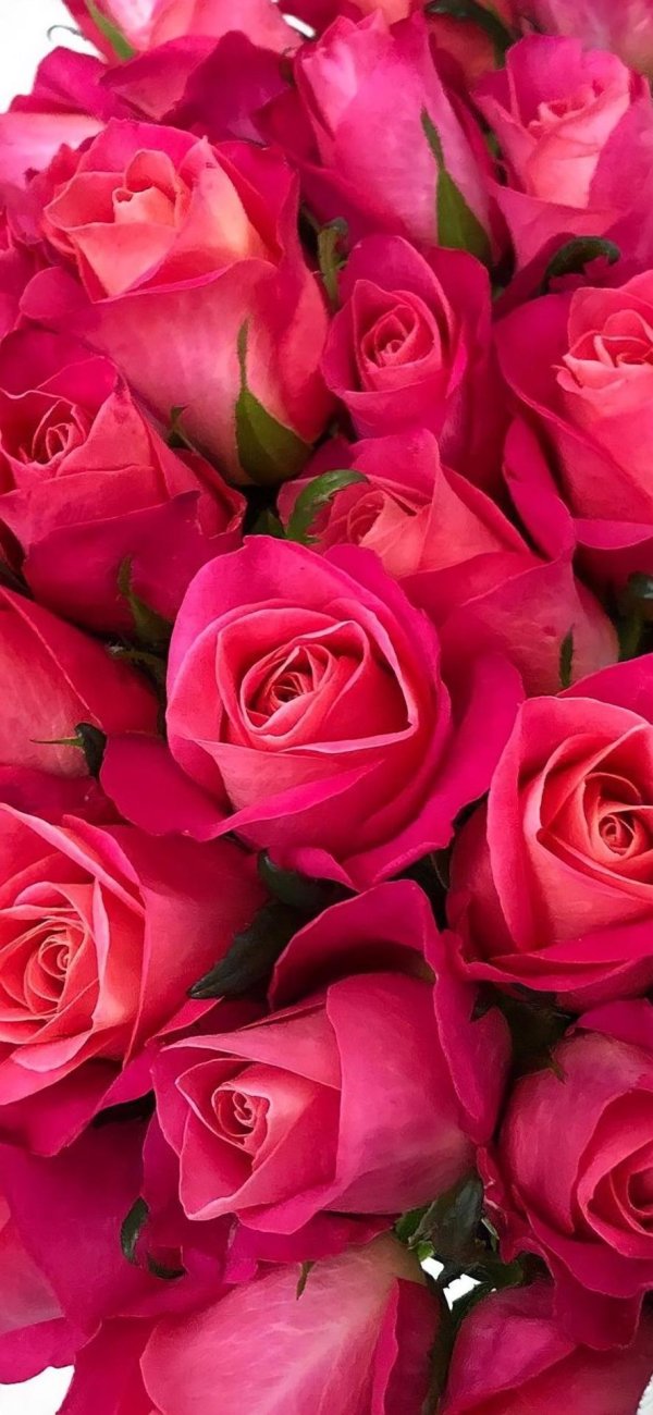 роза такацци