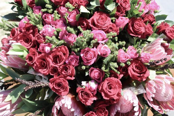 розы пинк фловерс